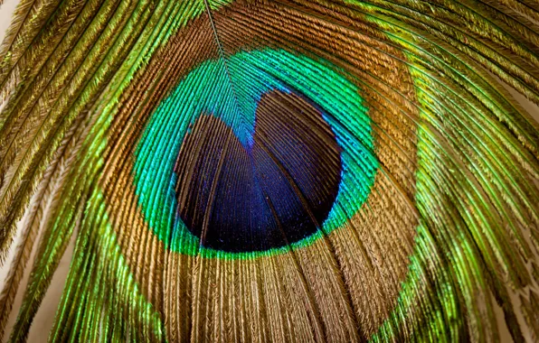 Picture patterns, beautiful, texture, peacock feathers