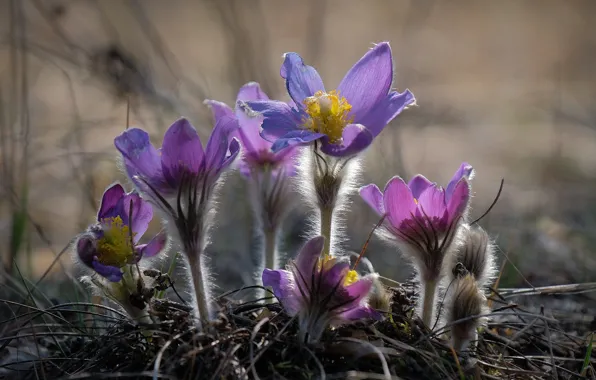 Grass, light, flowers, nature, stems, glade, blur, spring