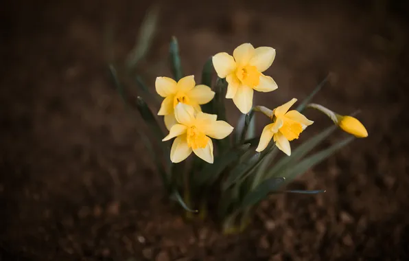 Flowers, spring, yellow, flowerbed, daffodils, the ground