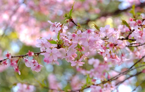 Leaves, branch, flowers, blooming twig