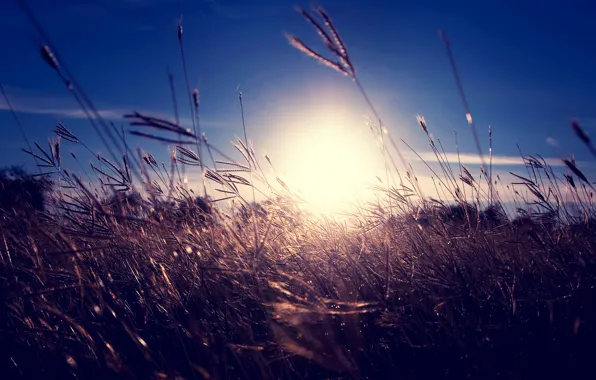 The sky, grass, the sun, sunset, spikelets, dry