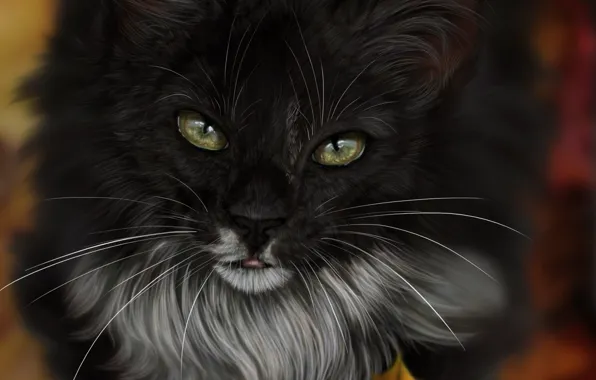 Picture cat, face, leaves, art