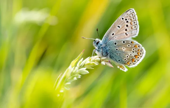 Picture macro, butterfly, insect, green background