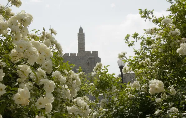 Flowers, tower, roses, beauty, lantern, white, Jerusalem