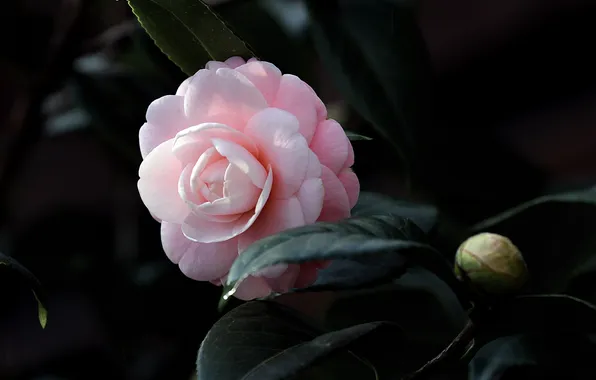Leaves, Bud, flowering, shrub, leaf, Camellia, shrubs, flowering