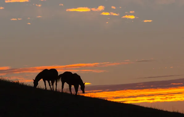 Sunset, nature, horses