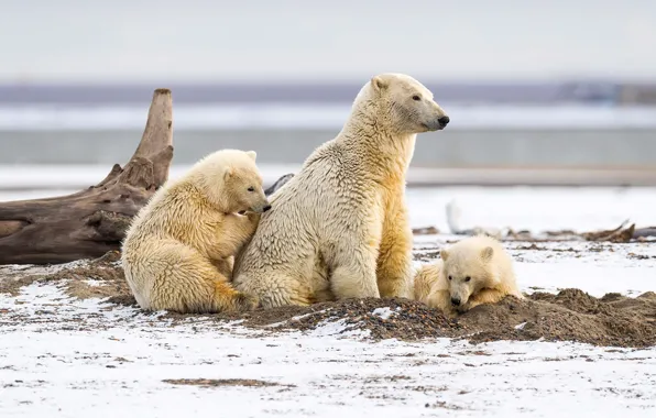 Snow, Polar bear, cubs, polar bears