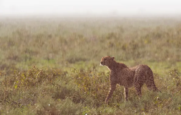 Nature, wet, rain, Cheetah, walk, wild cat, the shower