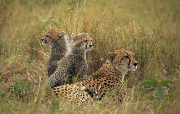 Field, grass, kittens, Cheetah, cubs, mother, cheetahs