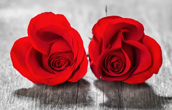 Wallpaper Love Flowers Heart Roses Petals Pair Red Red For