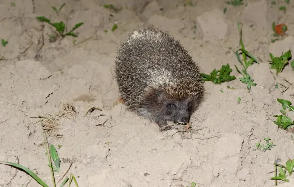Eyes, face, night, barbed, earth, hedgehog, spout, ear