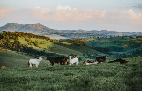 Field, the sky, grass, clouds, trees, mountains, nature, hills