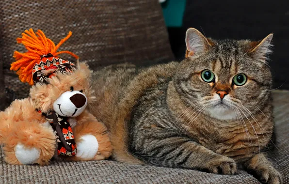 Cat, cat, look, face, pose, grey, background, sofa