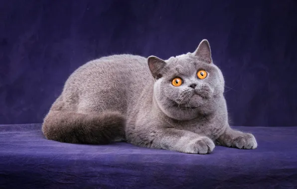 Cat, cat, look, pose, kitty, grey, legs, muzzle