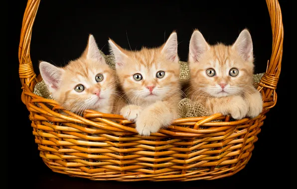 Look, cats, pose, kitty, legs, kittens, black background, kids