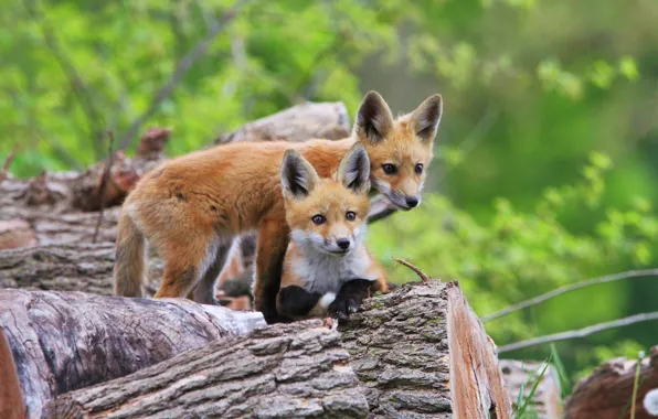 Greens, look, nature, Fox, a couple, green background, logs, faces