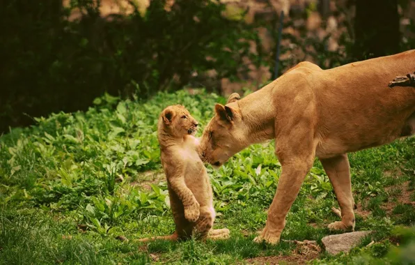 Forest, trees, lioness, care, mom, lion, child