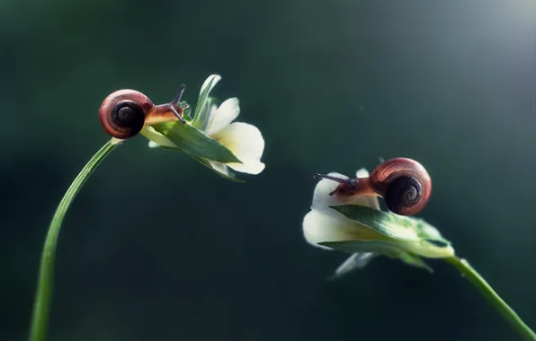 Macro, light, flowers, background, stems, two, snail, snails