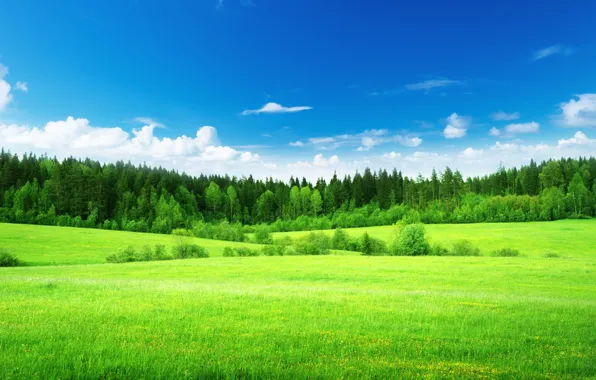 Field, forest, the sky, grass, clouds, trees, nature, green