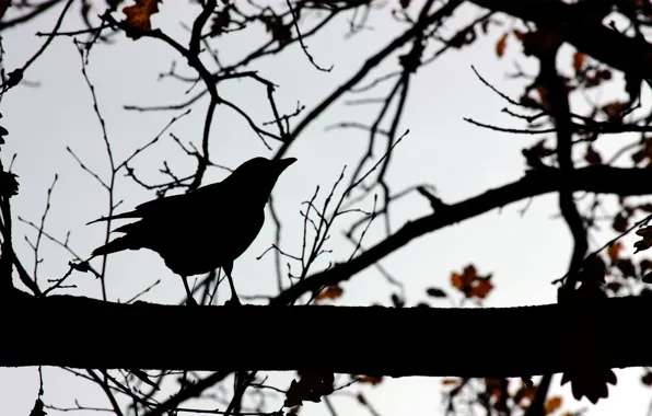 TREE, The SKY, BIRD, BRANCH, SHADOWS, SILHOUETTE, CONTOUR, OUTLINE