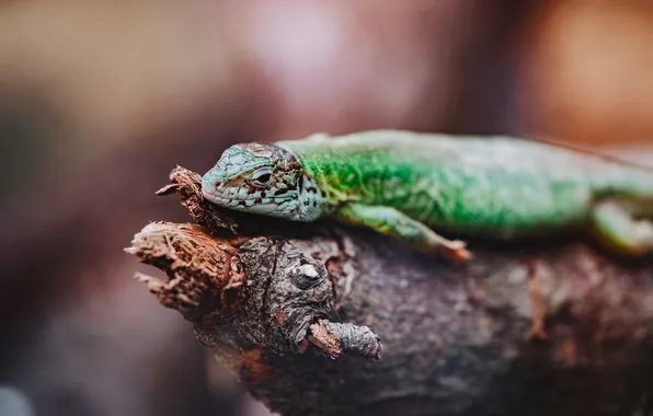 Green, branch, resting, reptile