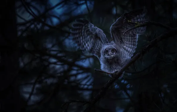 Forest, night, branches, darkness, the dark background, owl, bird, wings