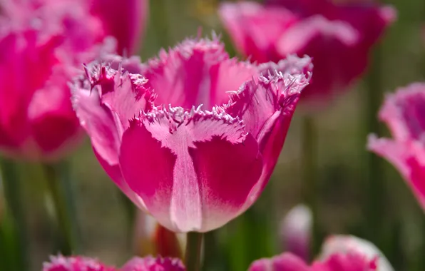 Tulips, macro, paint, petals, nature, spring