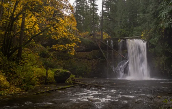 Autumn, forest, river, waterfall, Oregon, Oregon, Silver Falls State Park, Upper North Falls