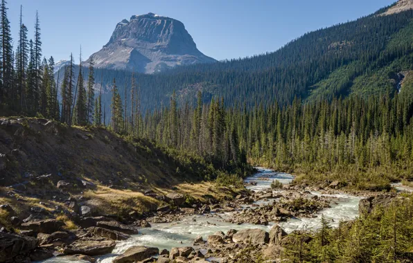 Park, stones, USA, forest, river, Yoho National Park