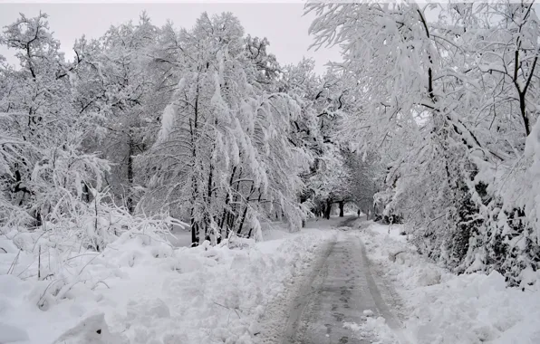 Picture Winter, Snow, Forest, Frost, Track, Winter, Frost, Snow