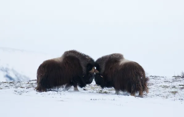 Picture winter, field, snow, pose, two, pair, light background, fight