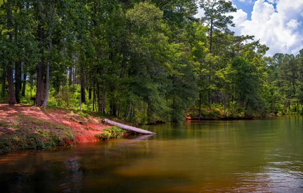 Greens, forest, the sky, the sun, clouds, trees, lake, Park