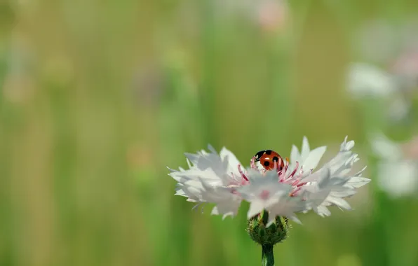 Flower, macro, nature, ladybug