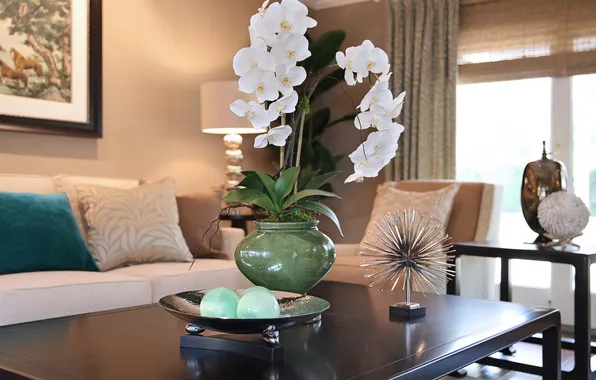 Flower, room, white, flowering, Orchid