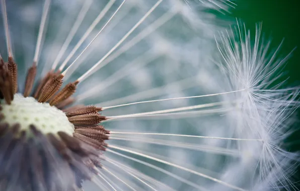 Picture macro, flowers, dandelion, fuzzes