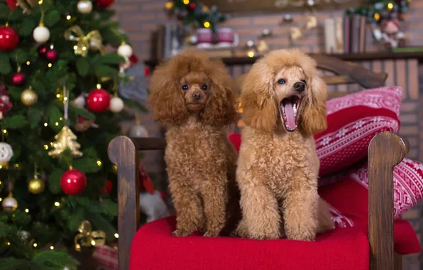 Picture tree, new year, chair, red, poodle