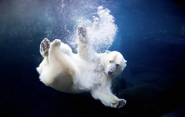 Water, pose, bubbles, paws, bear, bathing, polar bear, under water