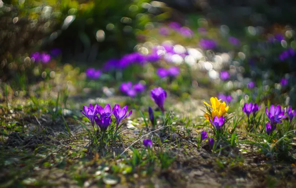 Flowers, nature, spring