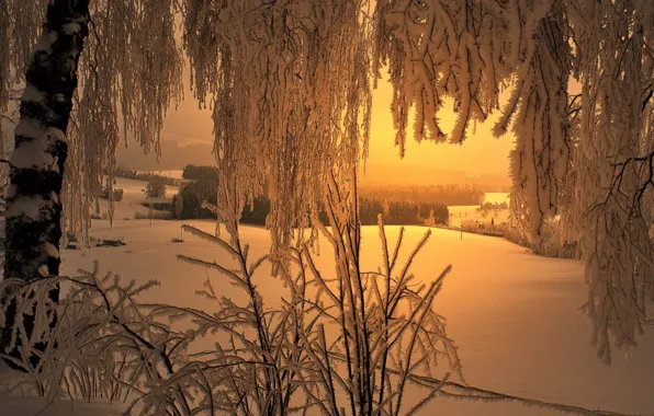 Winter, forest, the sky, snow, trees, nature, fog, home