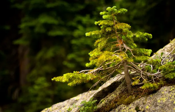 Macro, stones, spruce
