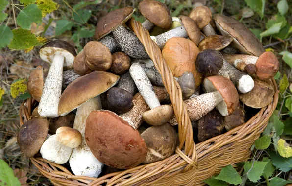 Picture basket, mushrooms, aspen, mushrooms