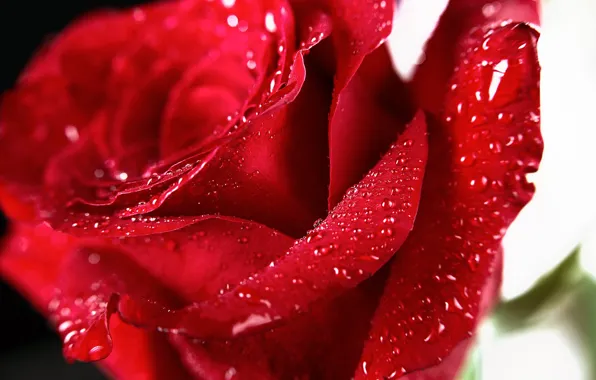 Drops, macro, rose, petals, red rose
