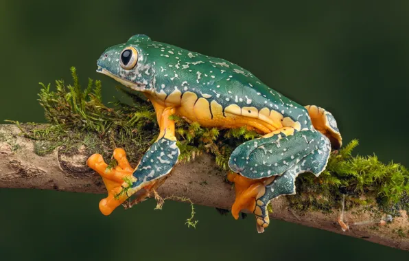 Frog, branch, whimsical tree frog, fringed tree frog