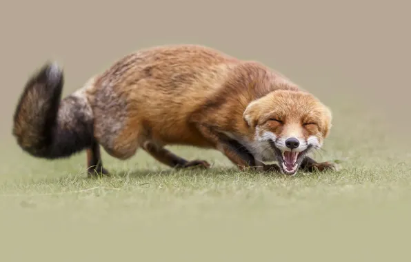 Picture smile, teeth, mouth, Fox, grin, squint