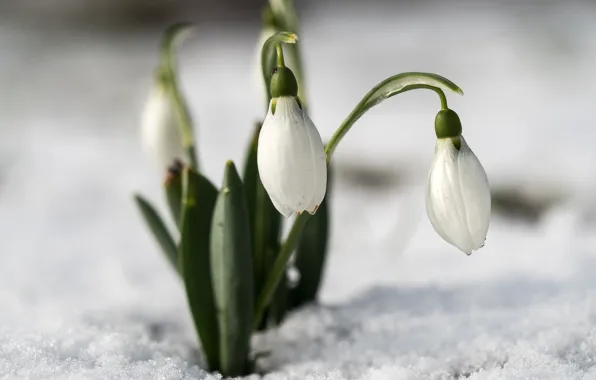 Macro, snow, spring, snowdrops