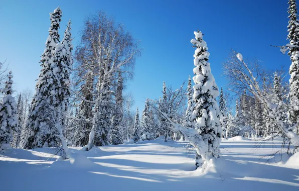 Winter, forest, the sky, snow, trees, tree, spruce, morning