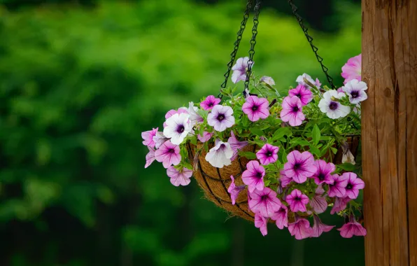 Summer, flowers, nature, bright, Bush, bouquet, post, garden