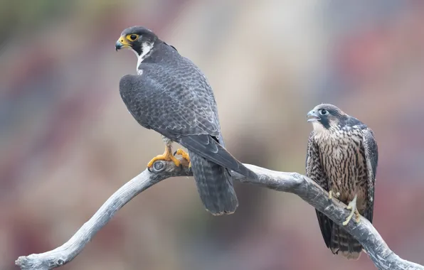Birds, background, two, branch, pair, Falcon, Duo, falcons