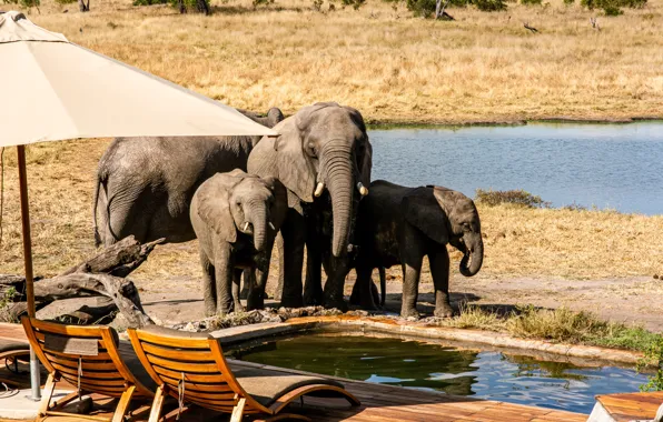 Water, elephant, umbrella, walk, elephants, sun loungers, family
