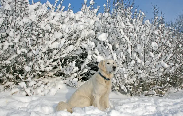 Picture winter, snow, dog